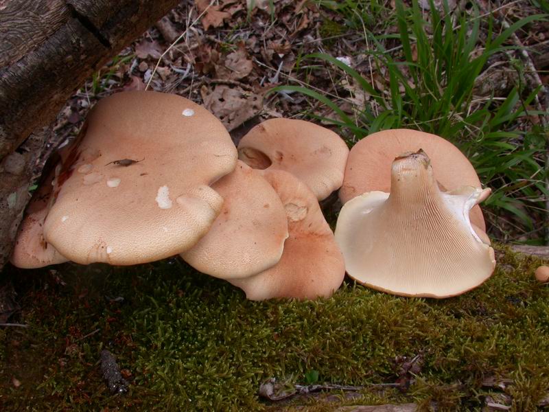 Mycoflora  toscana - Che grande soddisfazione....